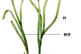 别看海草随波舞动、佛系逍遥，海洋健康可离不开它图片