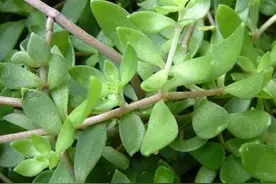 垂盆草和佛甲草的差异分析图片