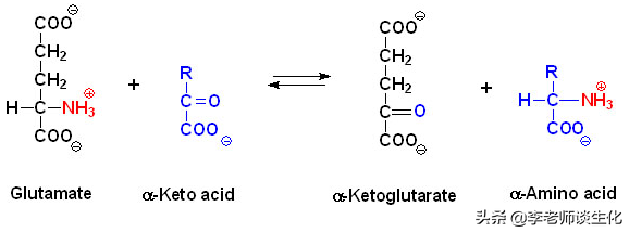 氨基酸的转氨、联合脱氨与脱酰胺作用