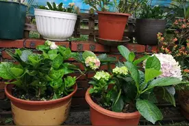 六七月“扦插”这些花，10天呼呼冒白根，当年就开花图片