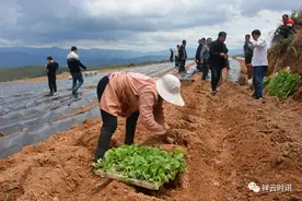 祥云县鹿鸣乡：烤烟地里移栽忙，增收致富有希望图片