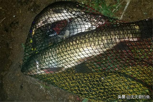 晚上夜钓钓草鱼技巧（盛夏夜钓草鱼）