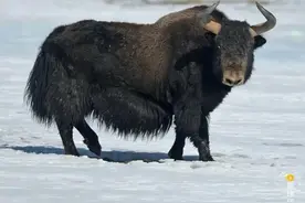 中国牛，真牛图片