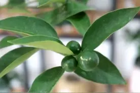 夏季，盆栽金桔正值挂果期，怎样养护管理，能实现秋季硕果累累？图片