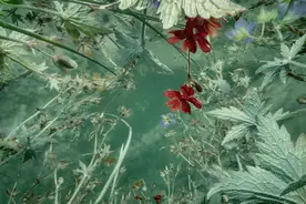 从蚂蚁的视角看到的世界图片