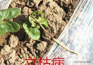 出苗期的棉花应该怎么管？