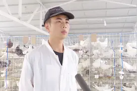 90后小哥变致富能手，养殖3000只肉鸽，月入3万元！6个月回本一半视频封面