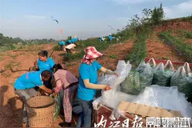 资中万亩二荆条“火辣”上市图片