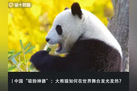 17国租借，年入超34亿！中国大熊猫是如何成为各国“摇钱树”的？图片