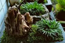 5种不起眼的“小草”，挖回来做成盆景，越看越漂亮图片