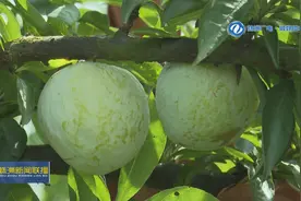 株洲攸县：七月奈李喜丰收图片