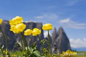 天命难违，双子座图片