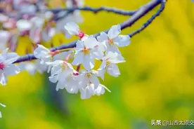 强行加塞+蛇形走位 交警：安排！图片