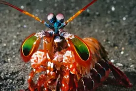 这种生物浑身都是黑科技，4亿年没进化，科学家：可能来自太空图片