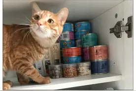 橘猫突然发疯，每晚将主人从睡梦中打醒，几天后知道猫咪的用意图片