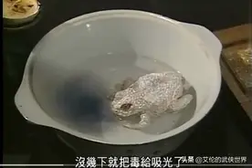 金老笔下相生相克的物种，杨过大雕克制毒蛇，冰蟾克制莽牯朱蛤图片