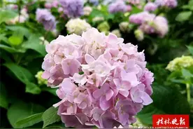 惊艳！桂林市中心惊现绣球花海，市民免费，你去打卡了吗？图片