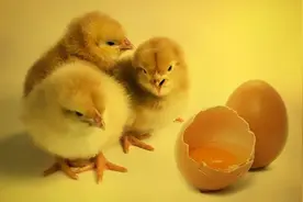 熟鸡蛋可能变回生鸡蛋吗？| 趣问万物图片