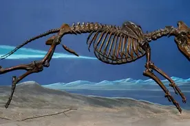 人类还有可能重获“丁丁骨”吗？对人类有什么好处？图片