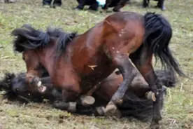 公马一见倾心，雌马百般顺从，动物之间的爱情很直接图片
