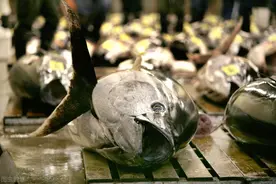 一条600斤的蓝鳍金枪鱼，被以10万价格“贱卖”，是国人不识货？图片