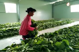 蚕宝宝来啦！河洞养殖户种桑养蚕，勤“茧”助增收图片