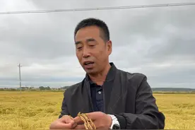 五常大米：能到国际上和泰国香米、日本越光米掰掰手腕吗？图片