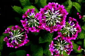 乐山金口河区大瓦山的“转转花”开了图片