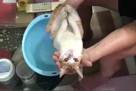 爷爷把猫当示范，教儿子如何给婴儿洗澡图片