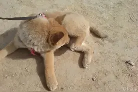 你家狗喜欢舔小鸡吗？可能是健康亮红灯了图片