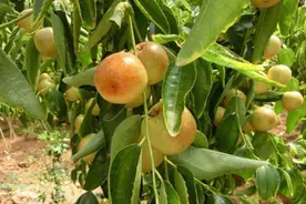 冬枣种植困境：产量低熟得早价格高，产量高熟得晚价格低图片