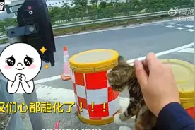 超有爱！小奶猫躲进发动机舱被救出图片