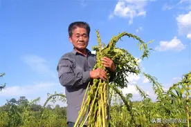 北方人离不了，南方人不感兴趣，农村小磨香油，到底有啥来头？图片