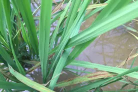 水稻叶片枯死原因有哪些？图片