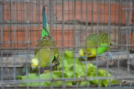 只羡鹦鹉不羡仙图片