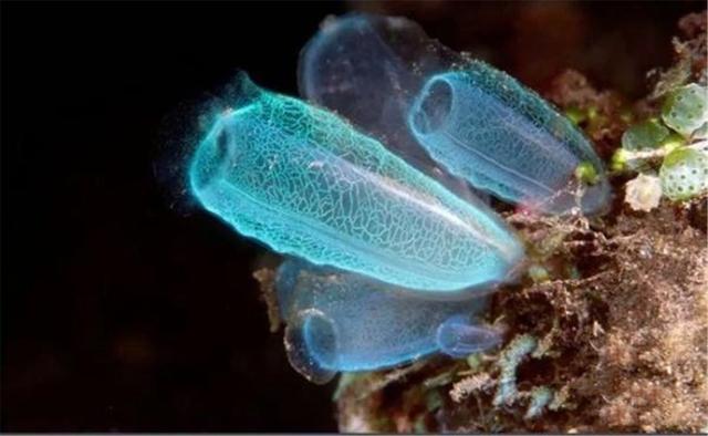 海鞘为了生存能有多狠？吃掉自己的脑子，从动物变成“植物”