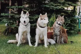 让六只傻狗调教生性凶猛的山猫，山猫：妈妈再也不用担心我的智商图片