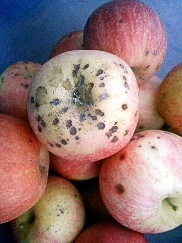 鑻规灉缂洪挋鐨勭棁鐘跺強琛ラ挋鎺柦