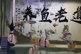 养鱼就是几块滤棉的问题，为什么鱼友总是调理不好，原因在哪里？图片