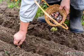 谁说现在种菜晚，这三种蔬菜秋分前后种植正好，南北都能种图片