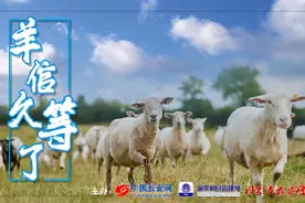 全网发了一天羊，为何我们还有的发？图片