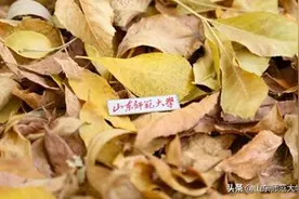 山东师范大学70周年校庆推广曲《好久不见》发布图片