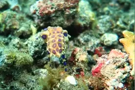 在海边看见这5种海洋生物，不要靠近，必须拔腿就跑图片