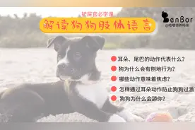 狗狗舔你代表什么？流浪狗为何爱夹着尾巴？一文读懂狗狗的肢体语图片