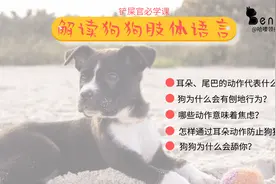 狗狗舔你代表什么？流浪狗为何爱夹着尾巴？一文读懂狗狗的肢体语图片