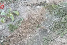 粮食厂一开工，附近村民就遭殃，灰尘究竟是哪来的？图片