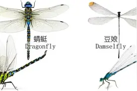 夏天捉蜻蜓是挺好玩，但你知道它有多益吗？图片