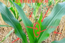 玉米几片叶子怎么数？“五光六毛”什么意思？农户们别数错了图片