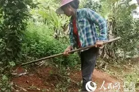 南宁市良庆区那马镇产业扶贫助力村民就业增收图片