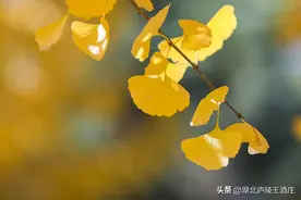 冬天来了，黄酒还在凉着喝吗？图片